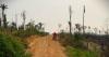 Brazil: Illegal Ranches Devastate Rainforest, Livelihoods