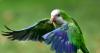Move to keep pet trade on short leash praised by health and welfare experts