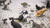 Cyprus faces rising feral cat population threatening ecosystem and streets