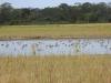 Let’s keep migratory birds soaring