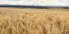 Idaho barley yield ties record as state leads U.S. output