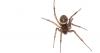 Irish households warned of venomous spider that can create 1,000 offspring