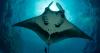 Deep-diving manta rays are retrieving directions from nature’s Google Maps