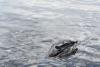 Rivers in Alaska, Yukon set to warm: how will this affect salmon?