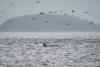 Scientists hope underwater fiber-optic cables can help save endangered orcas