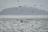 Science Associated Press Scientists hope underwater fiber-optic cables can help save endangered orcas