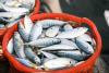 Philippines and Brunei Forge Agri-Fisheries Pact to Strengthen Regional Food Security