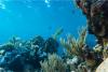 To Plunder the Abyss: Revived US Deep-Sea Mining Ambitions Meet Fierce Pacific Opposition