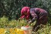 Tunisia: Desalination projects boost agricultural production and diversification in Mahdia