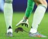 WCQ: Courtois Attempts To Catch Rat As Belgium Beat Wales 4-2