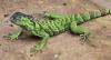 Two Iguanas Found Aboard Ships In Bermuda