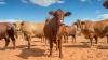 Chad record rise in informal livestock exports to Cameroon