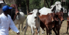 Zambia Launches Beef Exports to the DRC