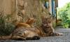 Cyprus’ cats make headlines abroad, but the island’s feline problem is serious