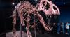 When dinosaurs roamed the Arab world, from Oman and Egypt to Saudi Arabia