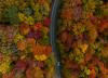 Peak fall color in West Virginia: the science and spectacle of Appalachian autumn