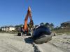 31-foot whale that washed up on Hilton Head beach died of “starvation”, say scientists