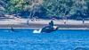 UW scientists hope underwater fiber-optic cables can help save endangered orcas