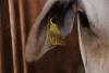 Brazil’s Cattle Tag Revolution: Can Traceability Save the Amazon—and Its Beef?