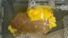 Breakthrough: Scientists Create 'Universal' Kidney To Match Any Blood Type