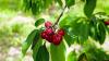 Season’s First Air Shipment of Chilean Cherries To Reach China Soon