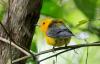 Panama Will Host Eleven Environmental Summits and Forums until 2027 With Most of Them UN-Sponsored