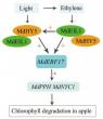 Scientists Reveal Dual Signal Pathway That Drives Apple Peel Degreening