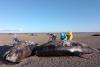 Mystery as 26 killer whales wash up dead on beach and scientists don’t know why
