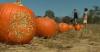 Drought in Alabama could impact Halloween pumpkins and Christmas trees