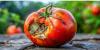 What Scientists Say About Overripe Tomatoes and Their Effects on the Human Body