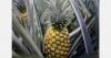 Reduced plantings and increased rainfall are expected to lower Costa Rican pineapple production in 2026