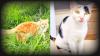 CAT ISLAND: Cyprus Has More Feral Cats Than People, and Now Officials Wants To Implement a Mass Sterilization Program