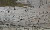 New drought map is out: These are the driest spots in Alabama