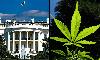 Trump May Be About To Announce He’s Reclassifying Marijuana, Opponents Warn As White House Denies Rumors
