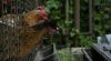 Ministry of Agriculture orders all poultry to be kept indoors amid bird flu spike