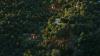 BIG to weave tree-like interfaith complex through Albanian hillside