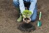 Arkansas Department of Agriculture hosts 6th annual Free Tree Fridays in recognition of Arbor Day