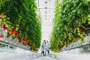 A greenhouse empire: Inside Mexico’s booming protected agriculture industry