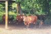 Four newborn calves swell DoA breeding herd