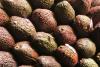 Agronometrics in Charts: Chilean avocado production holds steady following record year