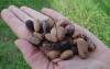 Unlocking Chile's pine nut potential: Investment, technology, and sustainability