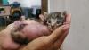 The Price of Saving Abandoned Animals in Cuba