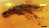 Million-Year-Old Insects Trapped in Amber Discovered in Ecuador
