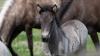 Help name rescued Icelandic foal