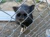 Adorable Idaho Pig Photos! Help Him Get Home!