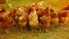 Iraq reports major bird flu outbreak as H5N1 cases rise across Europe