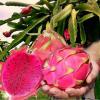 Pitahaya leads Ecuador’s booming tropical fruit export surge