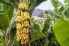U.S. proposal could end tariffs on Ecuadorian bananas and boost trade ties
