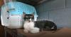 El Salvador's Bukele seeks help in caring for country's thousands of stray dogs and cats