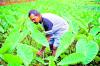 Fiji faces farmer decline as youths shun farming